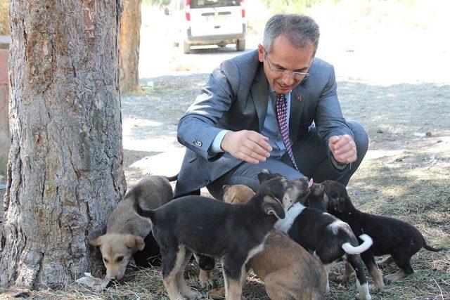 Tosya’da sokak hayvanları kısırlaştırılıyor