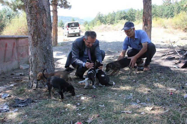 Tosya’da sokak hayvanları kısırlaştırılıyor