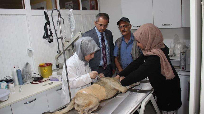 Tosya&rsquo;da sokak hayvanları kısırlaştırılıyor