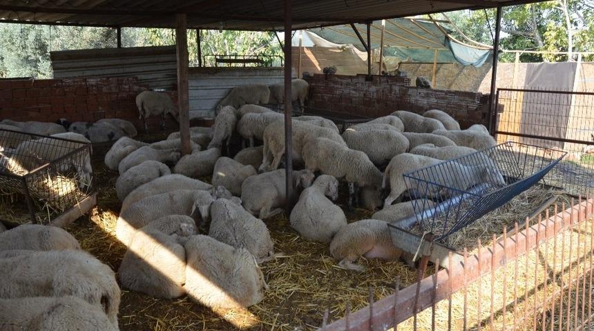 Mobil hayvan yıkama aracı hizmete devam ediyor