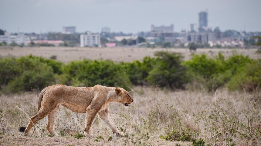 Kamerun'da parktan kaçan iki aslan korku salmayı sürdürüyor