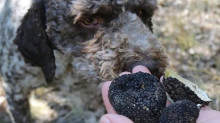 Av köpekleri buldu! Kilosu 3 bin 500 Euro: Siyah elmas