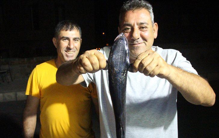 Bodrum'da oltaya vantuz balığı takıldı G3