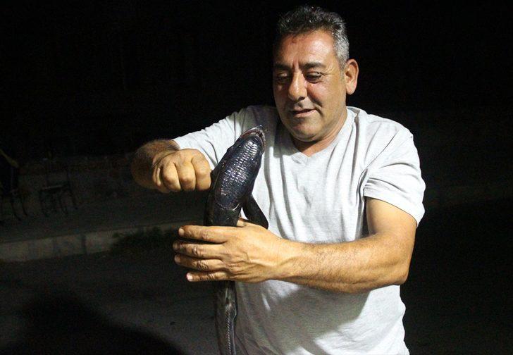 Bodrum'da oltaya vantuz balığı takıldı G1