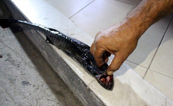 Bodrum'da oltaya vantuz balığı takıldı G5