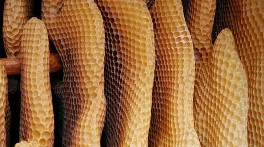 Çocuk sağlığı ve beslenmesinde arı sütü