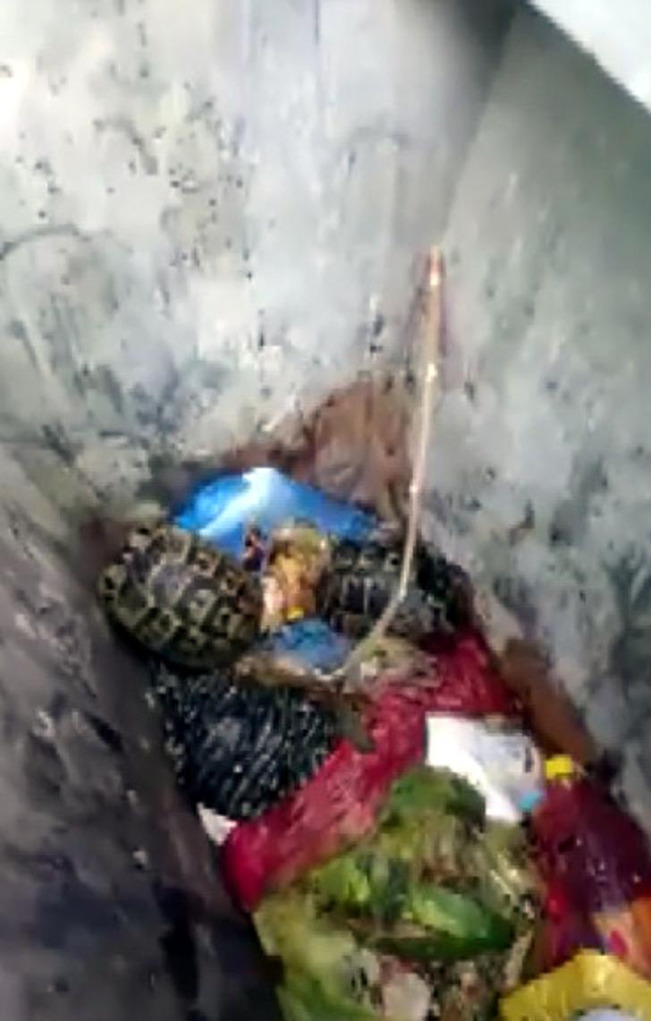 Çöpe atılan kaplumbağaları temizlik görevlisi kurtardı G2