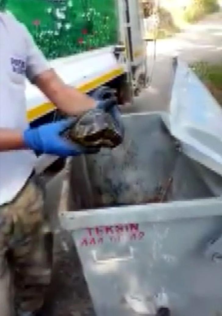 Çöpe atılan kaplumbağaları temizlik görevlisi kurtardı G1