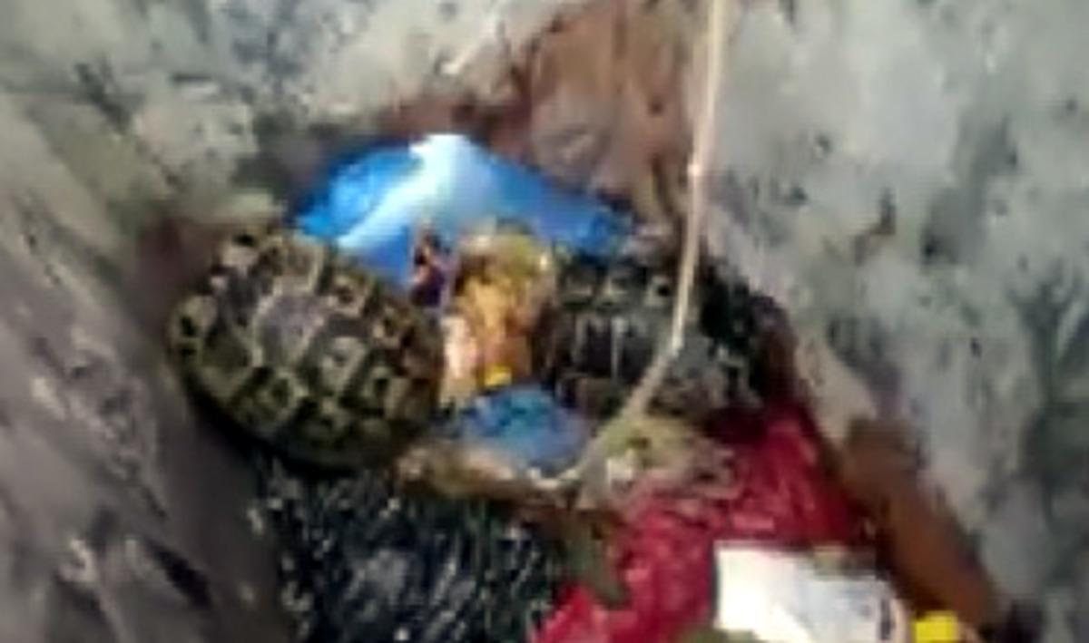 &Ccedil;&ouml;pe atılan kaplumbağaları temizlik g&ouml;revlisi kurtardı