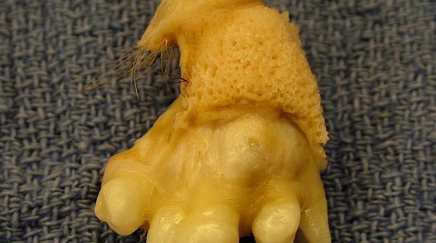 Bakmak cesaret istiyor! Ne olduğuna inanamayacaksınız 