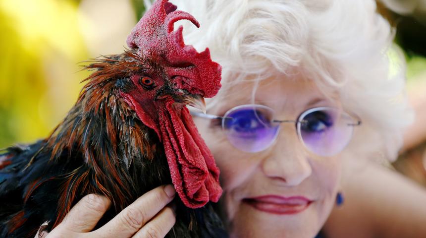 Bir ilk! Davayı 'horoz Maurice' kazandı