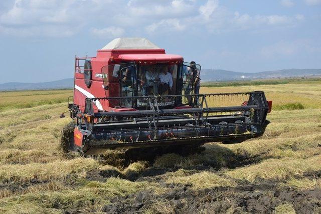 Çeltik hasat töreni yapıldı