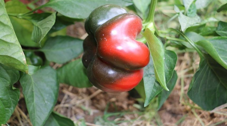 Ahıskalılar seralardan ilk mahsulü alarak ikinci ürün için ekim yaptı