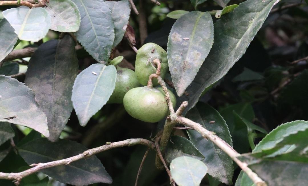 &Ccedil;ay tohumundan yağ &uuml;retimi i&ccedil;in &ccedil;alışma başlatıldı