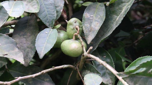 Çay tohumundan yağ üretimi için çalışma başlatıldı