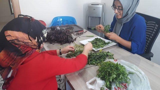 Sason’da kadınlar kurutmalık yaparak aile bütçesine katkıda bulunuyor