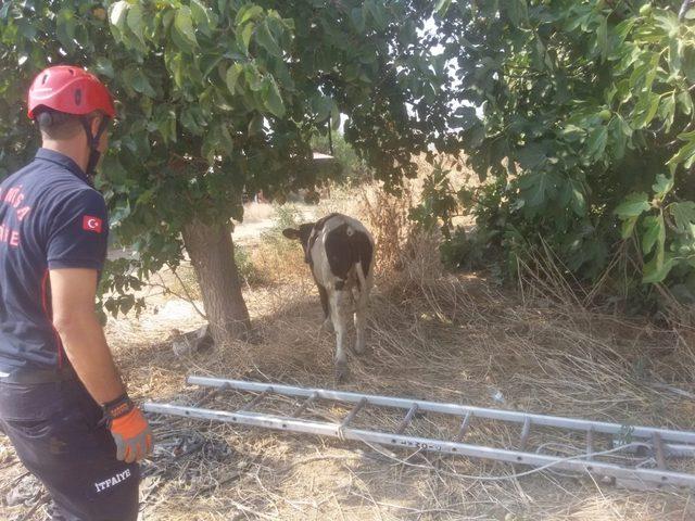 Manisa itfaiyesi bir cana daha yaşama şansı verdi