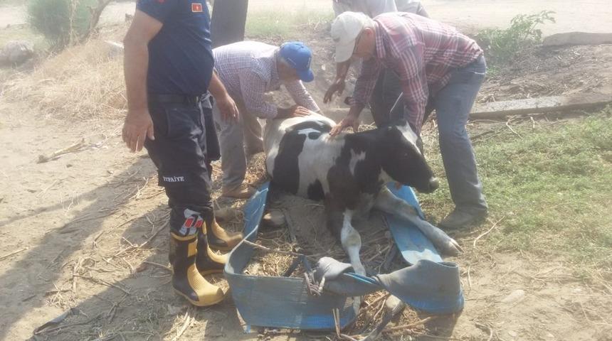 Manisa itfaiyesi bir cana daha yaşama şansı verdi