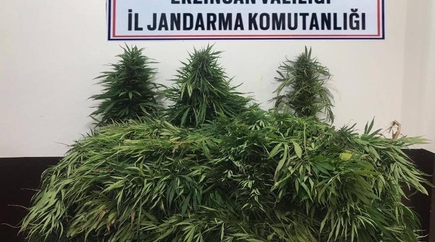 Erzincan&rsquo;da 82 adet k&ouml;k kenevir bitkisi ele ge&ccedil;irildi