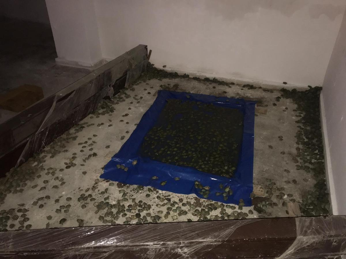 Sarp Sınır Kapısı&rsquo;nda 2 bin 500 su kaplumbağası ele ge&ccedil;irildi