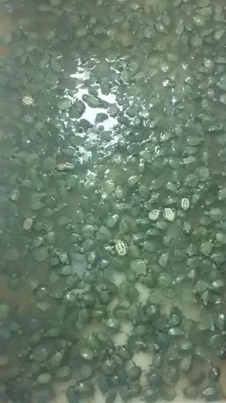 Sarp Sınır Kapısı’nda 2 bin 500 su kaplumbağası ele geçirildi G2