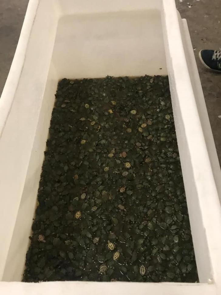 Sarp Sınır Kapısı’nda 2 bin 500 su kaplumbağası ele geçirildi G3