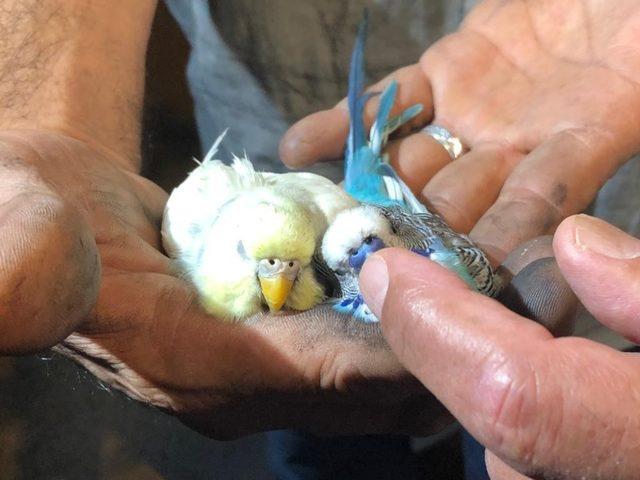 Başkent’te yangın çıkan bina tahliye edildi