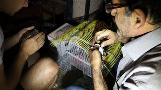 Muhabbet kuşlarının can çekiştiğini görünce suni teneffüs yaptı