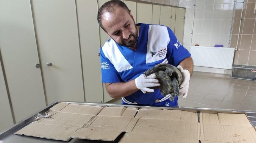 Veterinere getirilen kaplumbağa sağlam &ccedil;ıktı