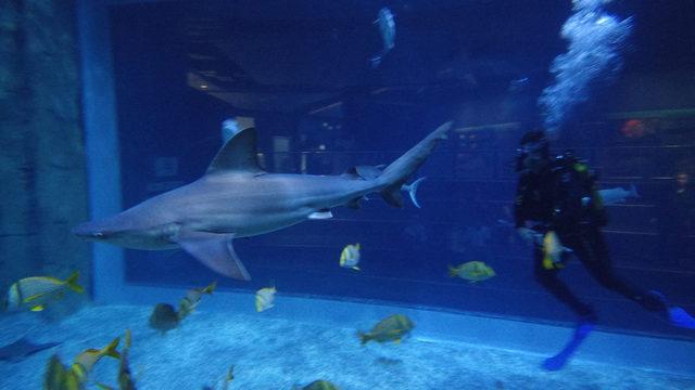 İstanbul'un Jaws'ları ile dalış keyfi