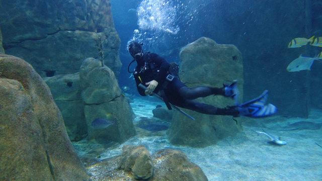 İstanbul'un Jaws'ları ile dalış keyfi