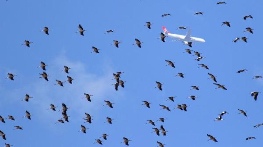 İstanbul'da leylek göçü alarmı! 