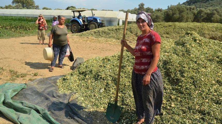&Ccedil;ift&ccedil;iler kışlık kaba yem hazırlıklarına başladı