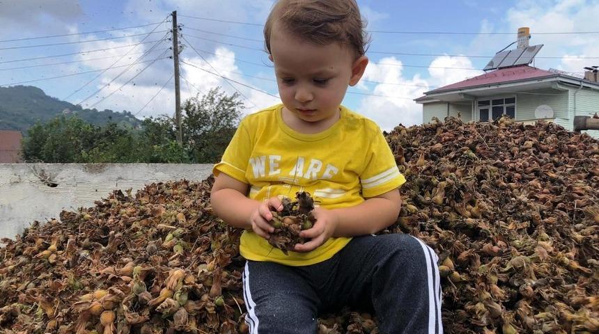 Harmandaki fındıkların minik bek&ccedil;ileri