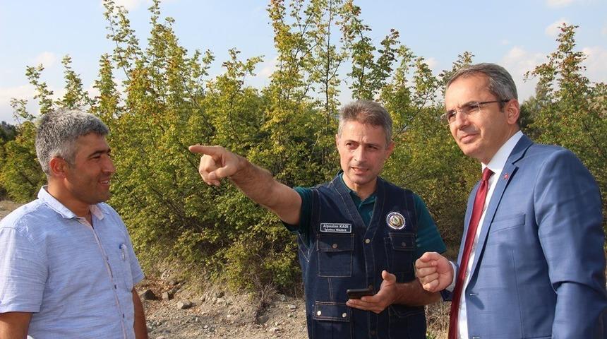 Tosya&rsquo;da bal ormanı kuruluyor