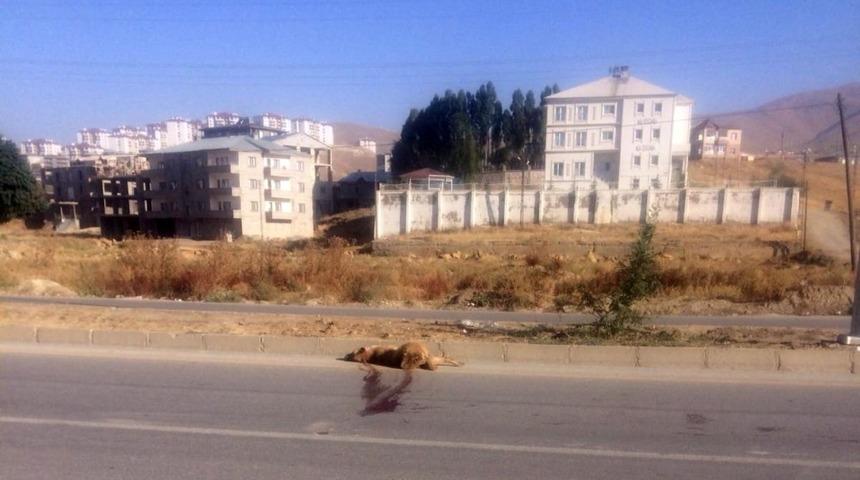 Yüksekova’da aracın çarptığı köpek telef oldu