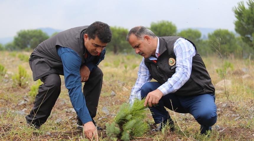 20 bin fıstık ve akasya maden sahasına dikildi