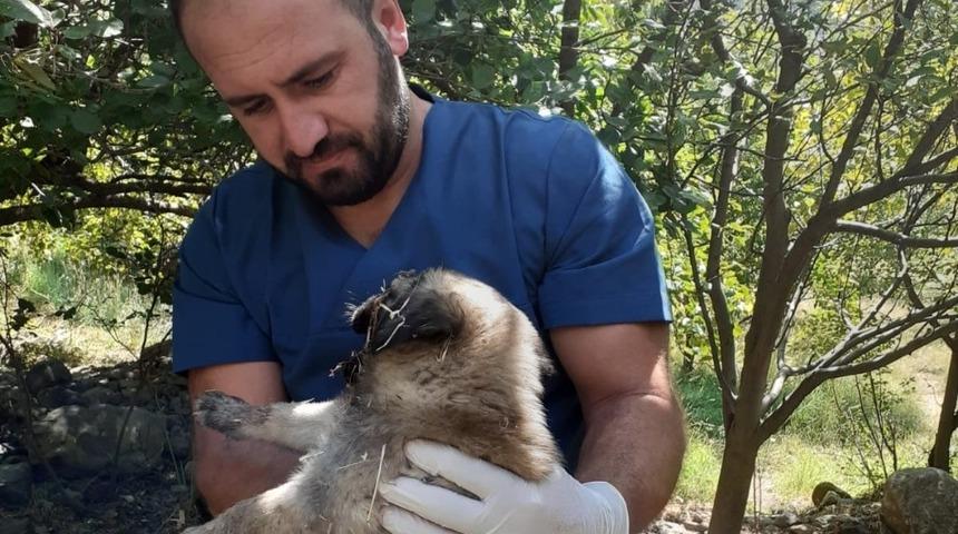 Aracın çarptığı yavru köpek kurtarılamadı