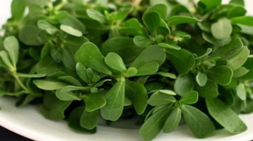 Bildiğimiz Semizotu Değil: Doğada Saklı Kalan Pirpirimin 7 Şaşırtıcı Faydası 