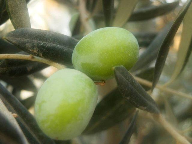 Mut’ta zeytin hasadı 10 gün önce başladı