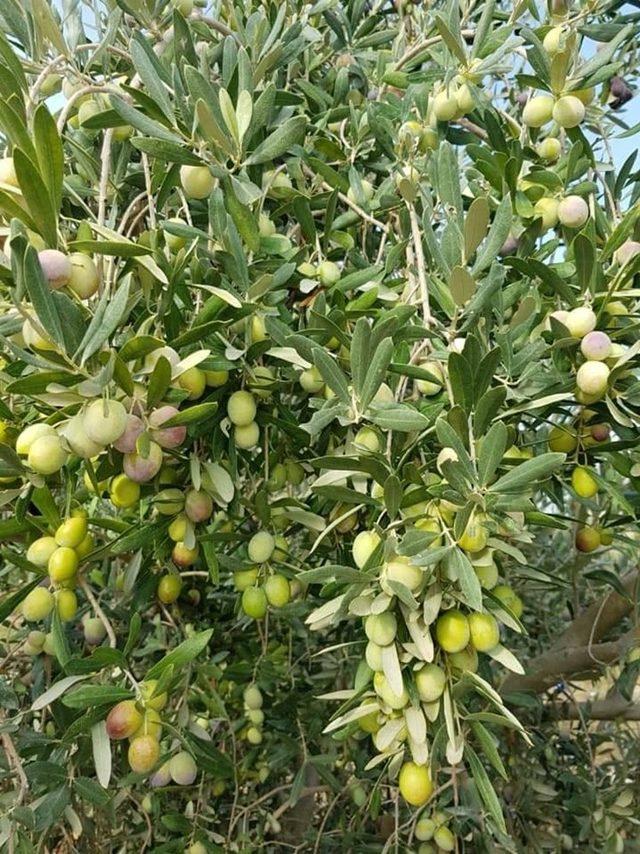 Mut’ta zeytin hasadı 10 gün önce başladı