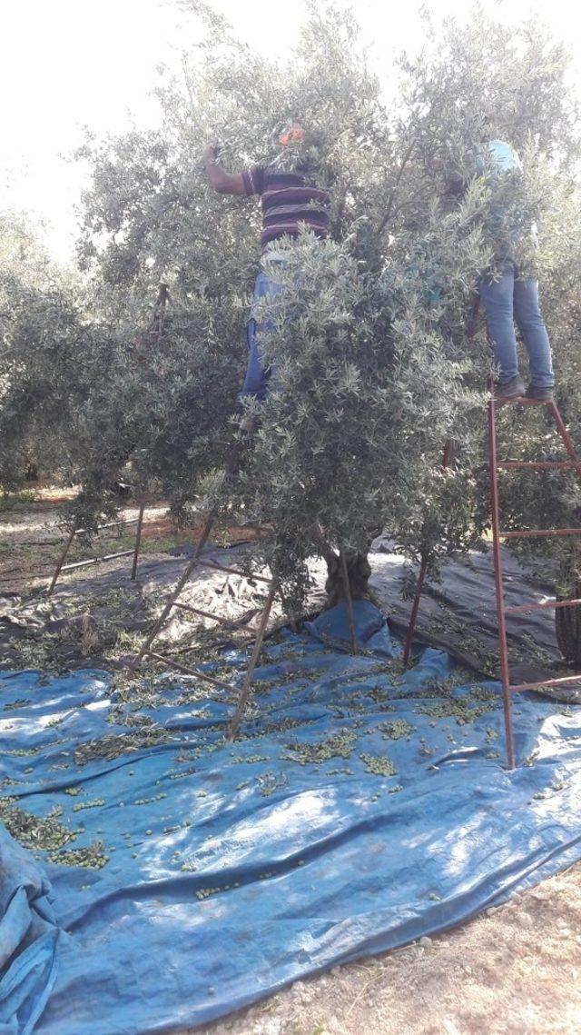 Mut’ta zeytin hasadı 10 gün önce başladı