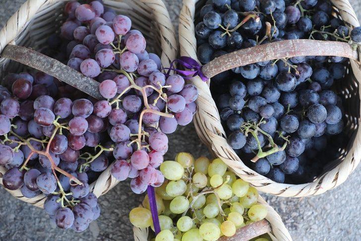 Mudanya’da bağbozumu şenliği yapıldı G2