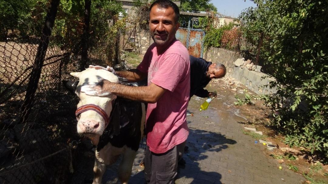 Bu da hayvan yıkama servisi