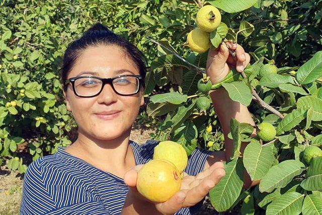 Silifke'de 'guava' hasadı başladı