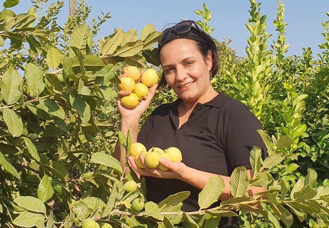 Silifke'de 'guava' hasadı başladı