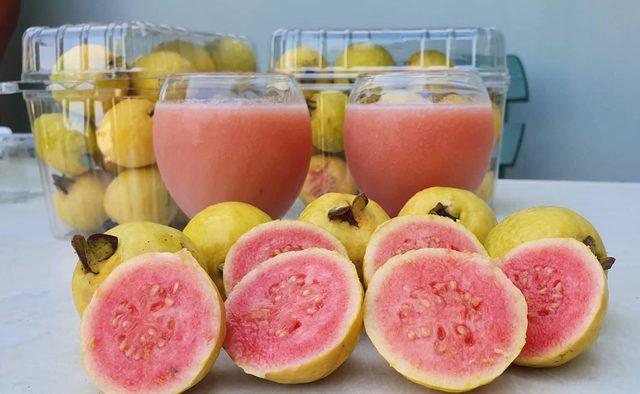 Silifke'de 'guava' hasadı başladı