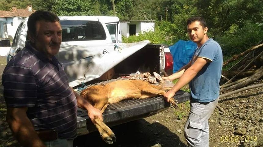 Köpeklerin saldırısına uğrayan karaca tedavi altında