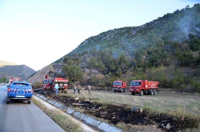 Sigara izmariti 5 dönümlük ormanı kül etti