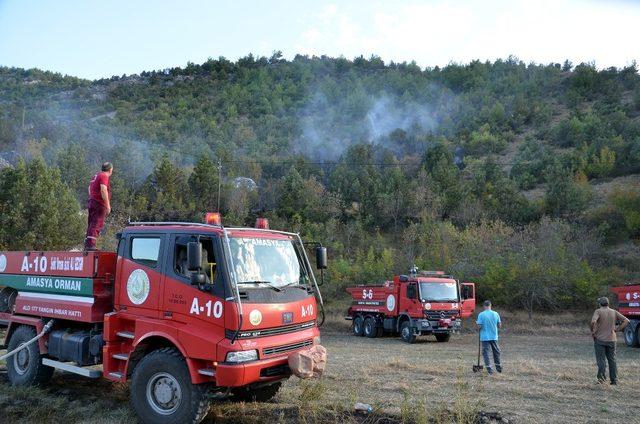 Sigara izmariti 5 dönümlük ormanı kül etti